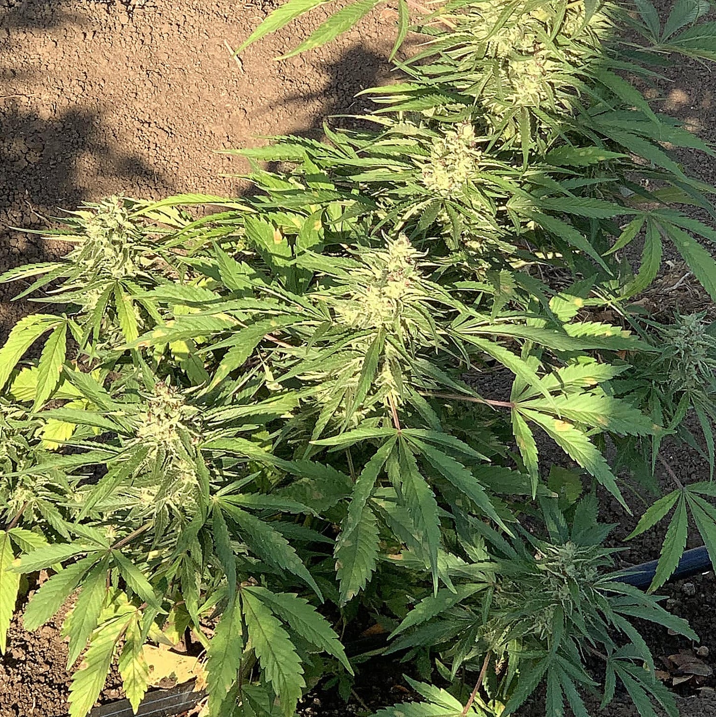 KING SILVER POLE (BX3 #1)