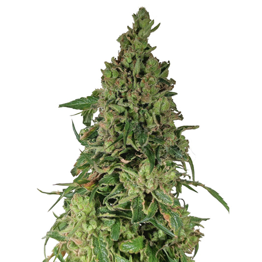 KING SILVER POLE (BX3 #1)