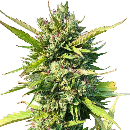 KING PINK PISTOL (BX3 #3)