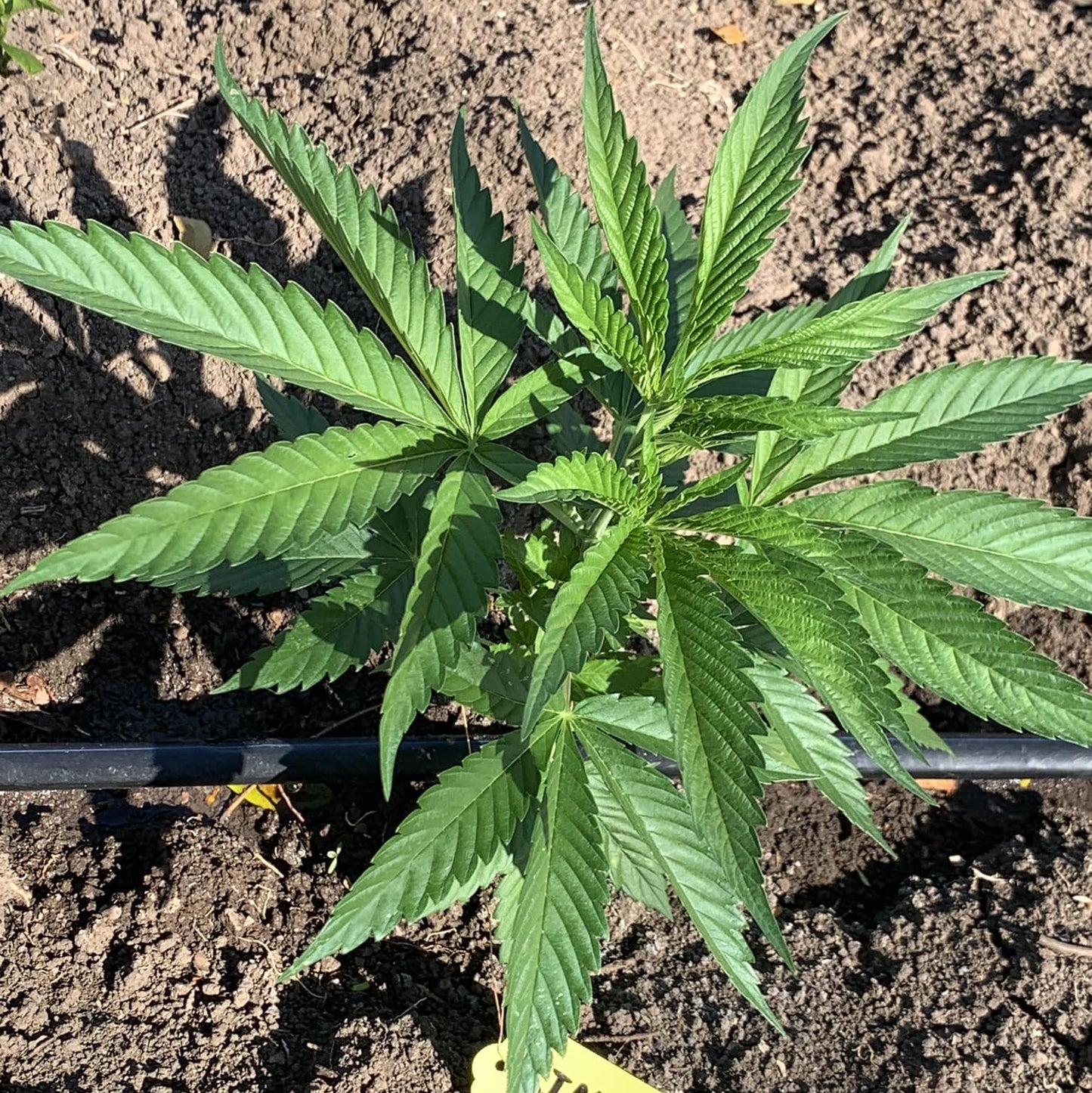 KING SILVER POLE (BX3 #1)
