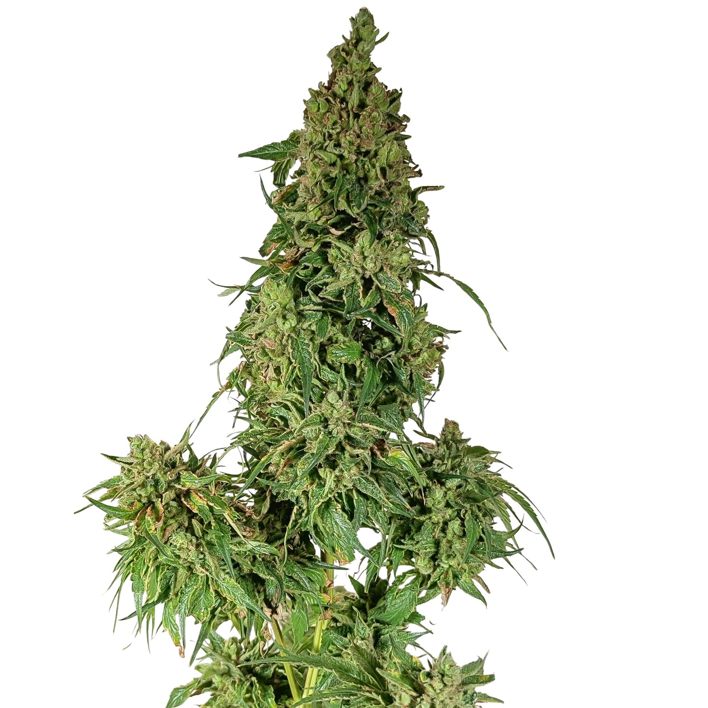 KING SILVER POLE (BX3 #1)
