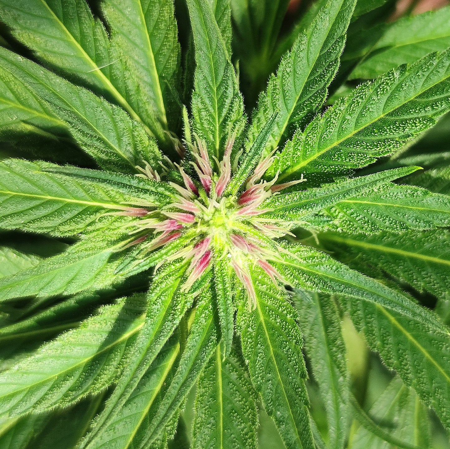 KING PINK PISTOL (BX3 #3)