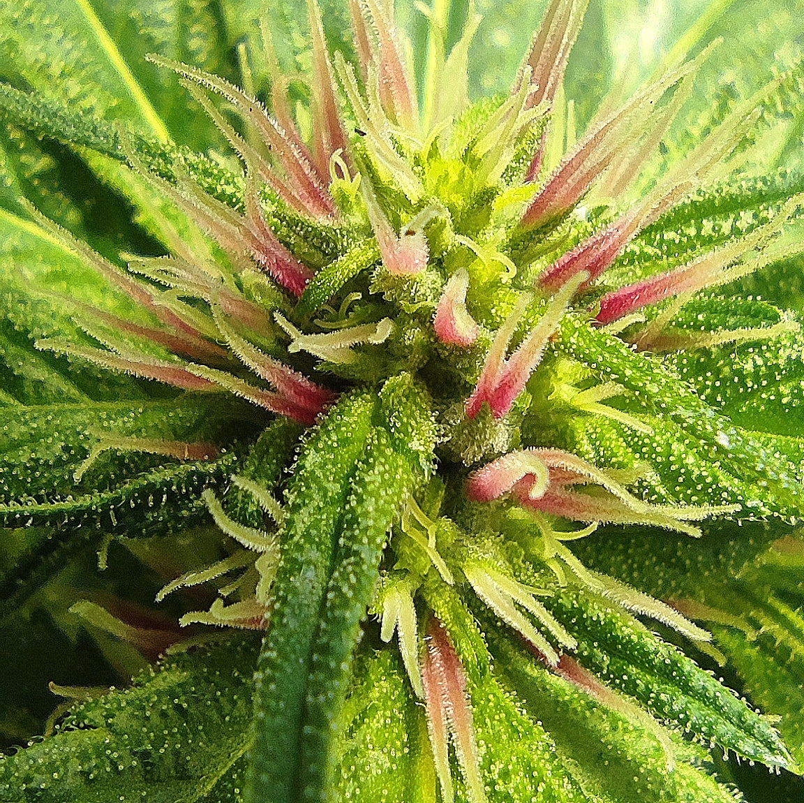 KING PINK PISTOL (BX3 #3)