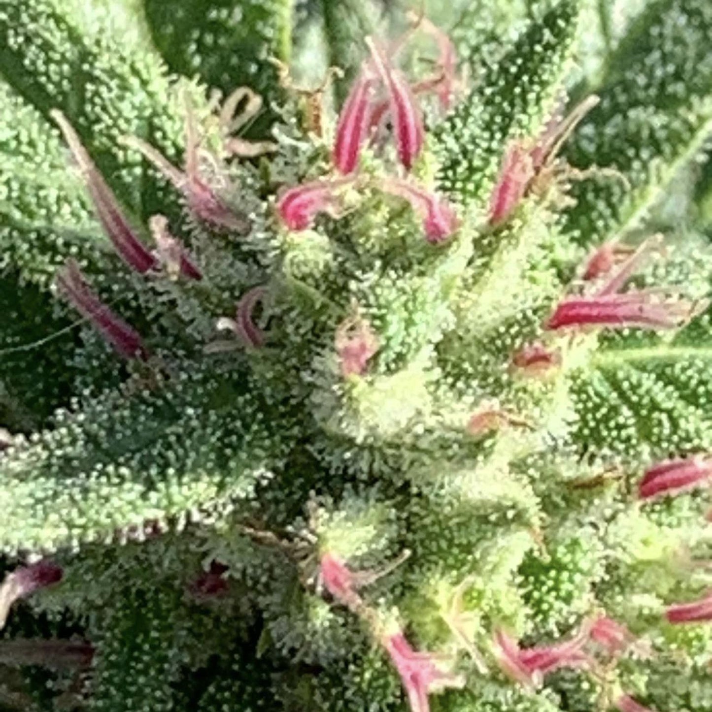 KING PINK PISTOL (BX3 #3)