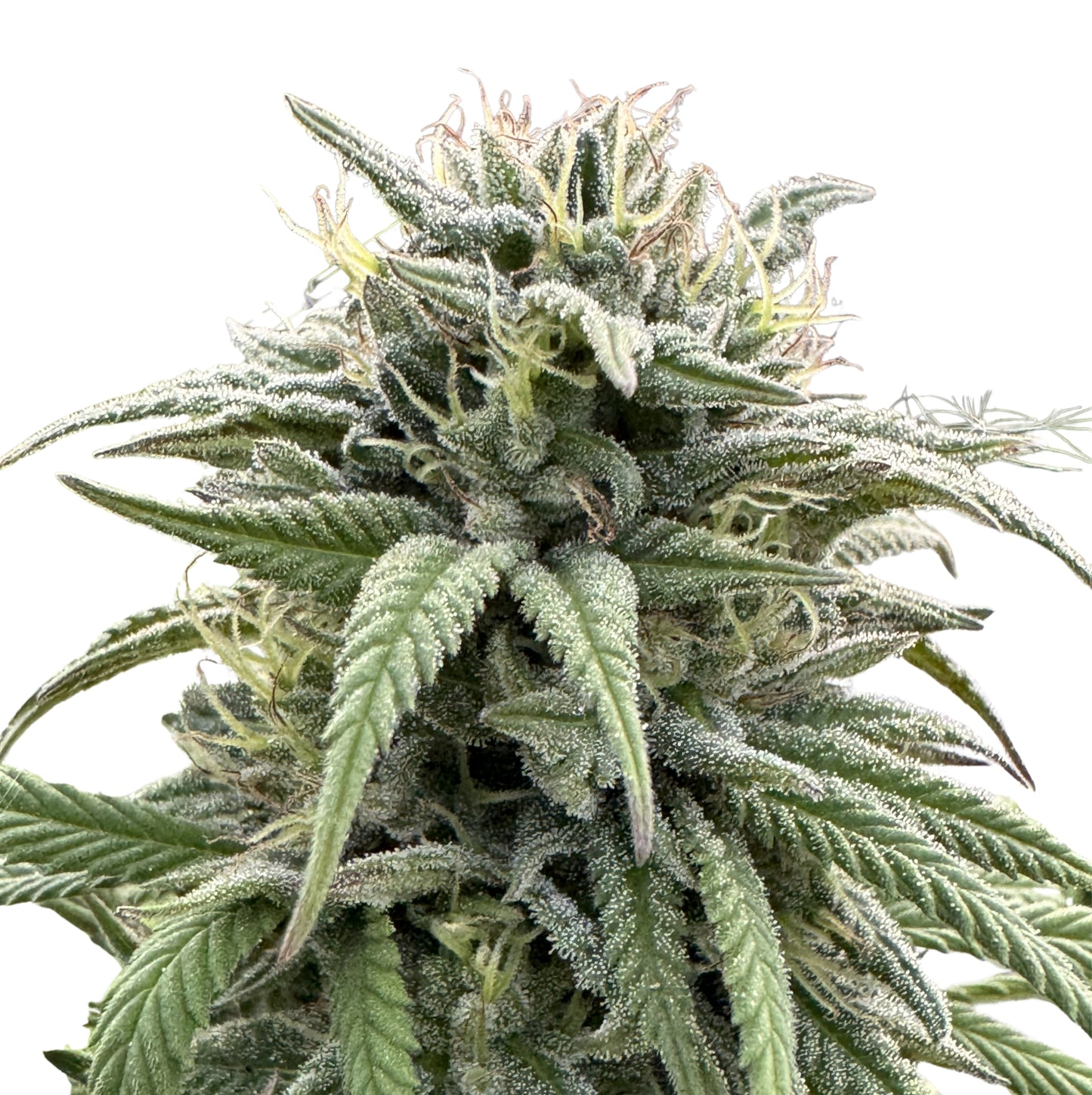 MEMORIES OF AFGHANISTAN