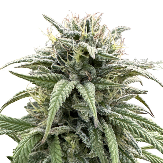 MEMORIES OF AFGHANISTAN