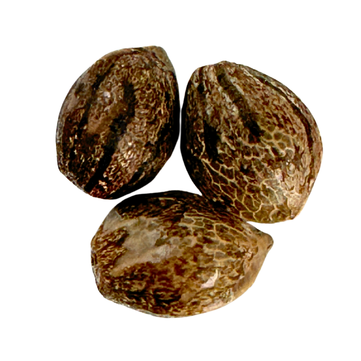 MEMORIES OF AFGHANISTAN