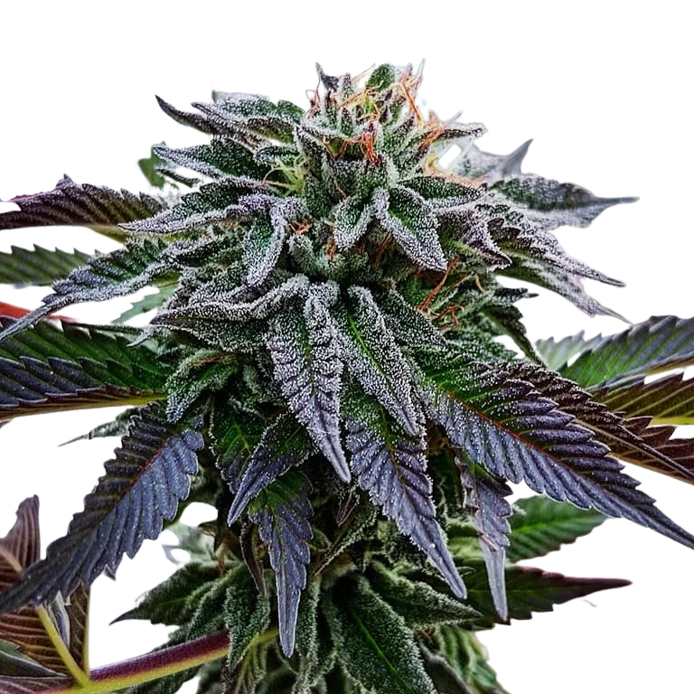 NEPAL HINDU KUSH RESERVE