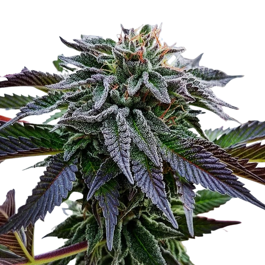 NEPAL HINDU KUSH RESERVE