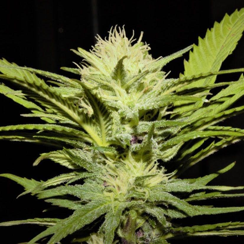 ACAPULCO GOLD RESERVE