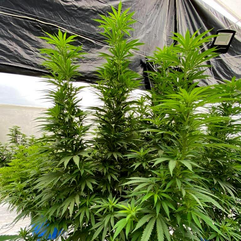 ACAPULCO GOLD RESERVE