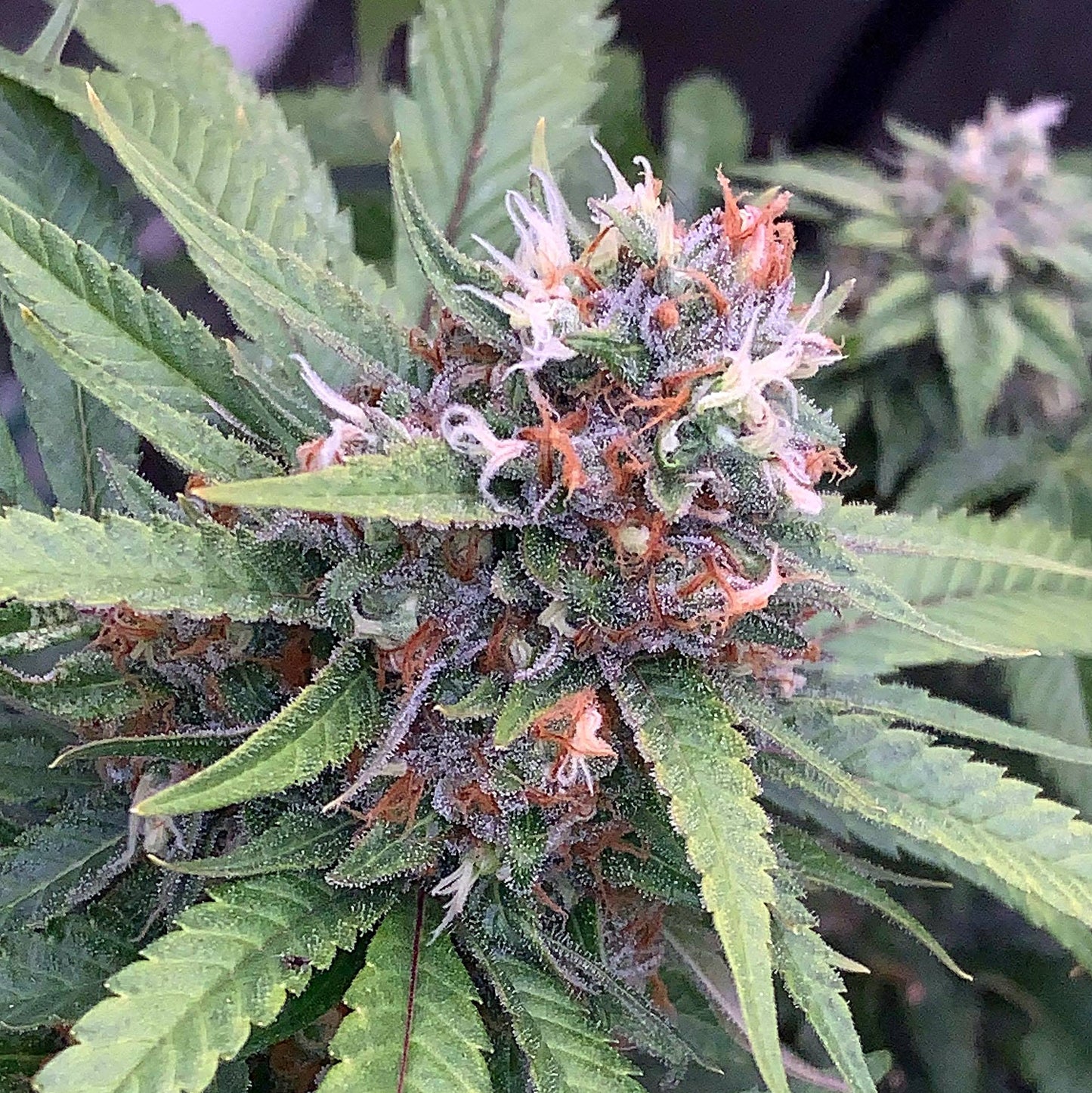 JIHADI KUSH HASHPLANT