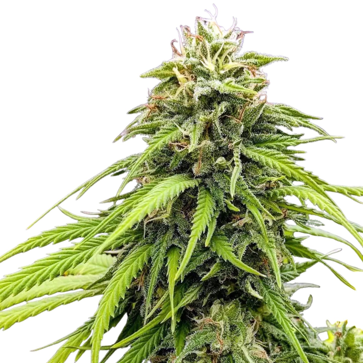 SOUR HAZE (LULO HAZE)