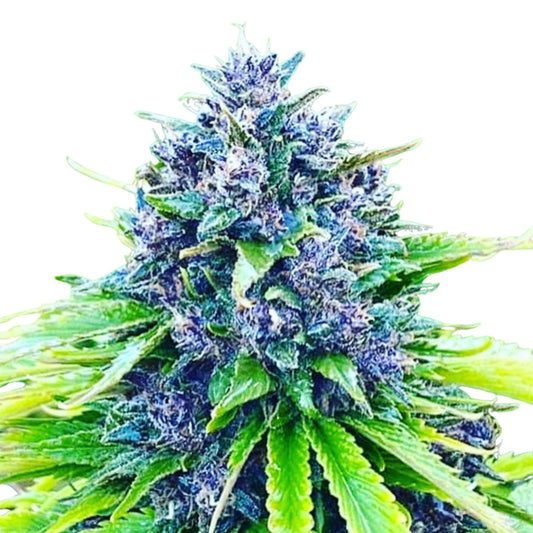 TARAH MAIDEN HASHPLANT