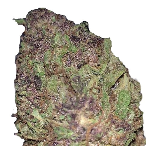 TARAH MAIDEN HASHPLANT