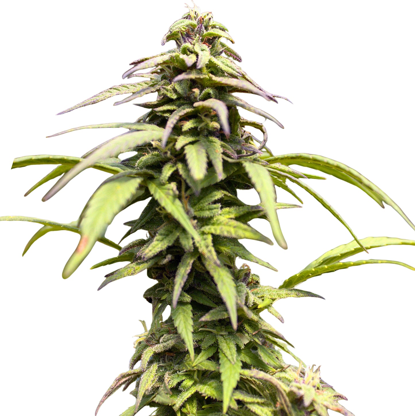 THAI RESERVE
