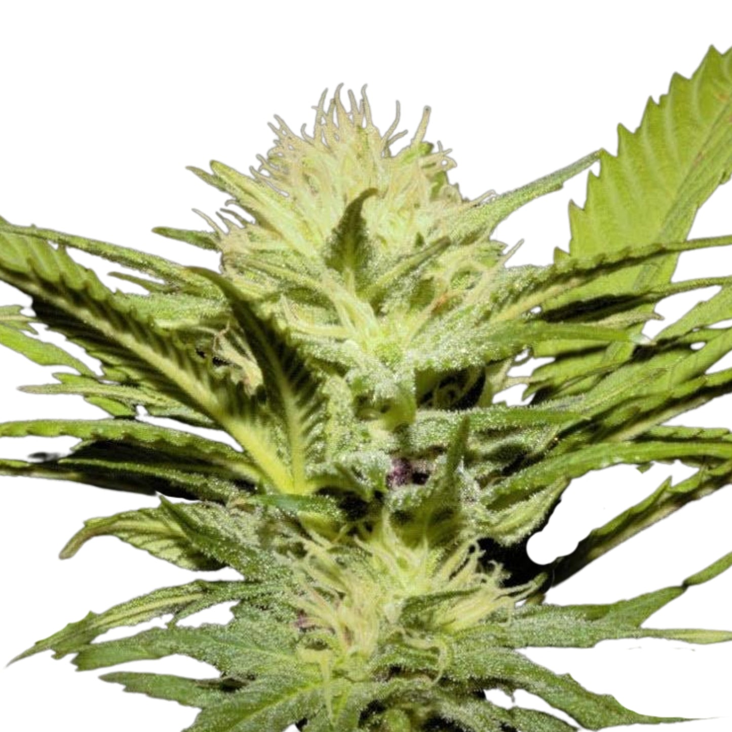 ACAPULCO GOLD RESERVE