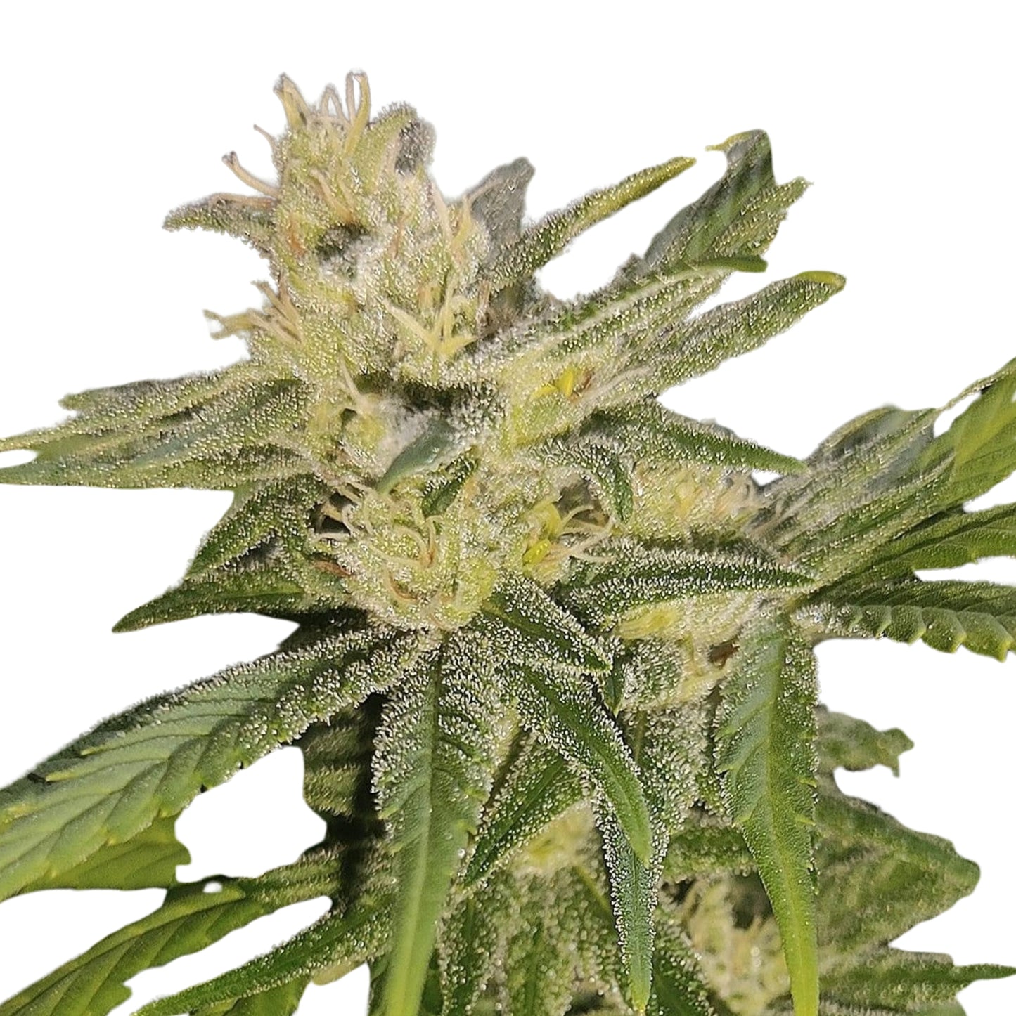 BLACK MAMBA (Vichada Black)