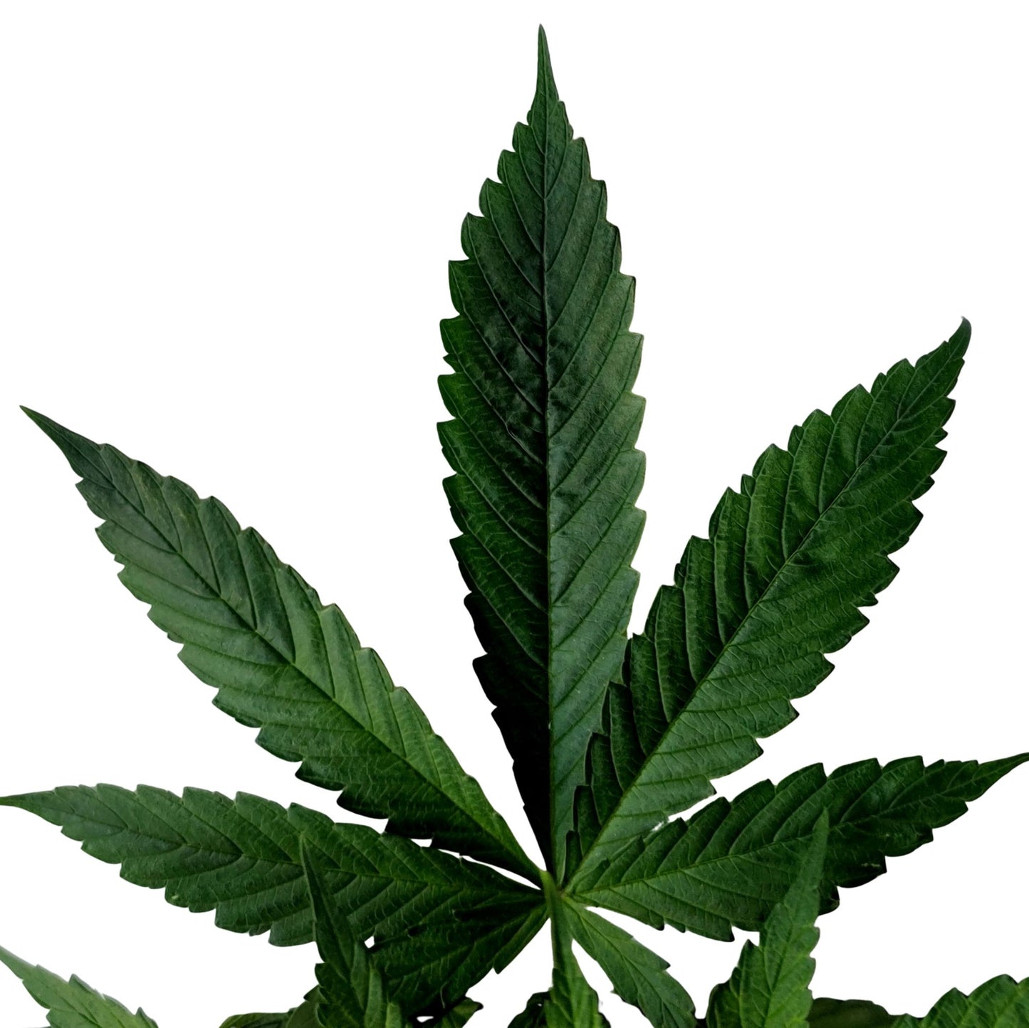 SHANTIBABA'S WHITE WIDOW