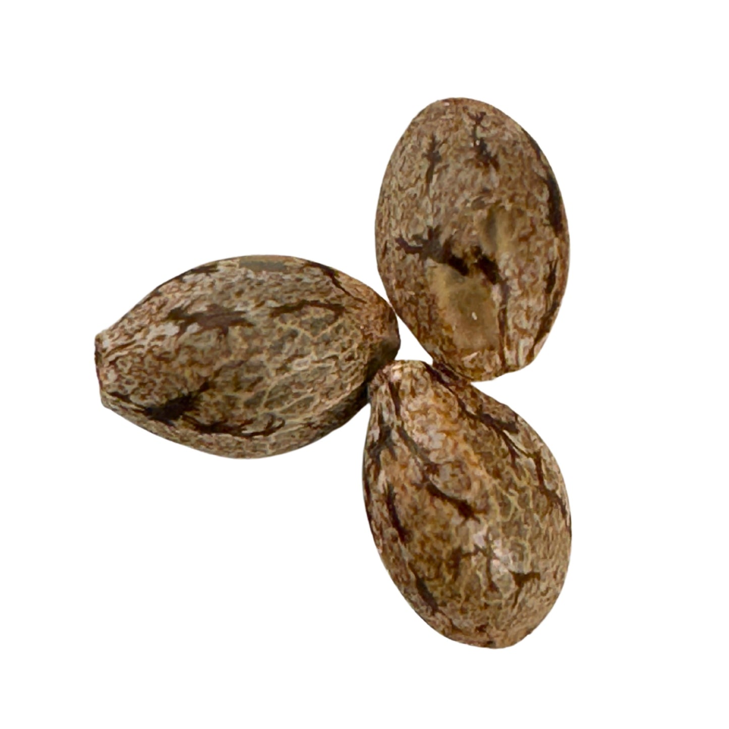 SHANTIBABA'S WHITE WIDOW