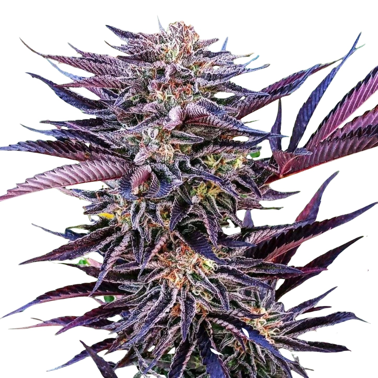 WATERMELON ICE CREAM