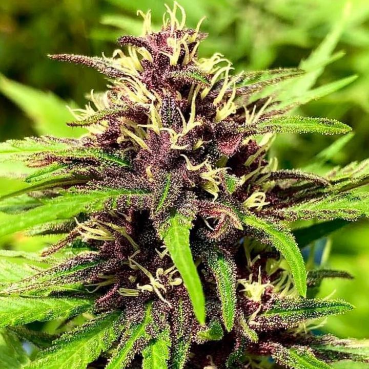 PURPLE GOLD COLOMBIANA