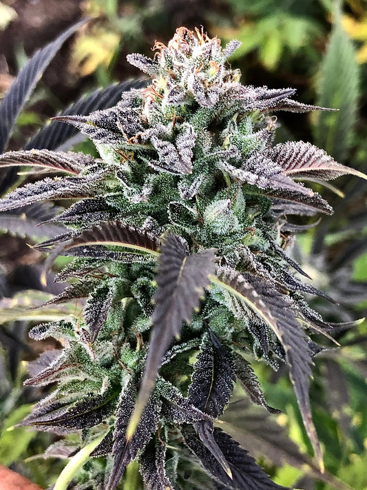 Pineapple Banana- Piña Banana