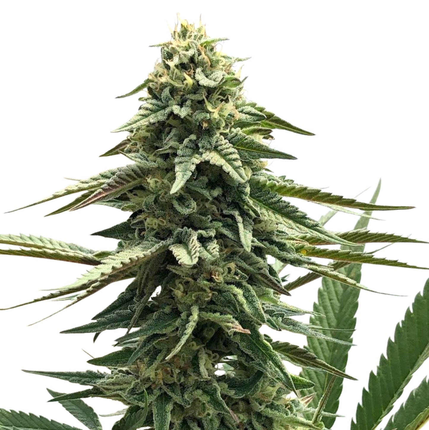 SHANTIBABA'S WHITE WIDOW