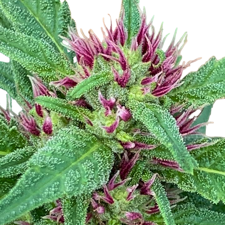 KING PINK PISTOL (BX3 #3)