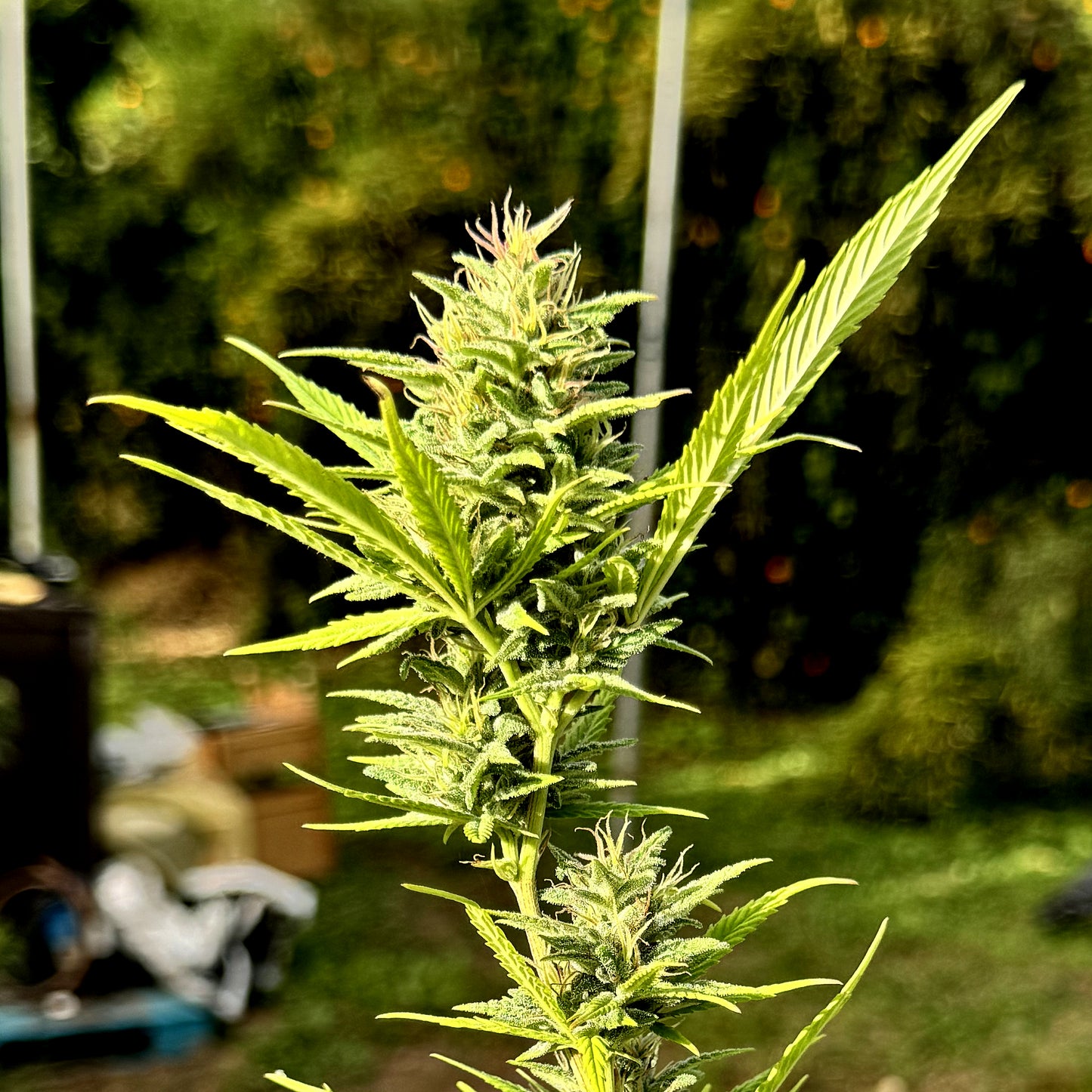 JIHADI KUSH HASHPLANT