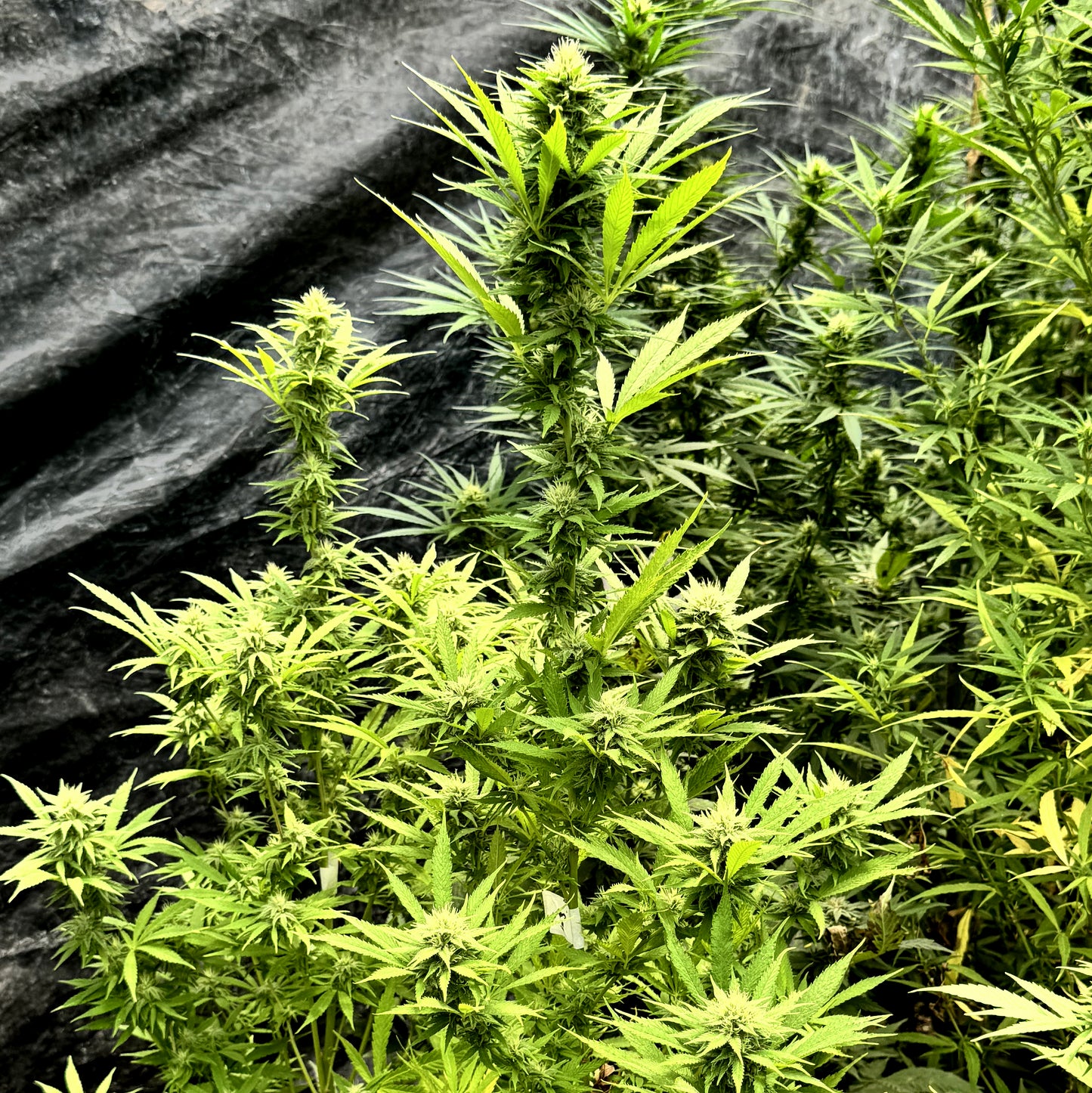 CINDY’S GRAPEFRUIT KUSH