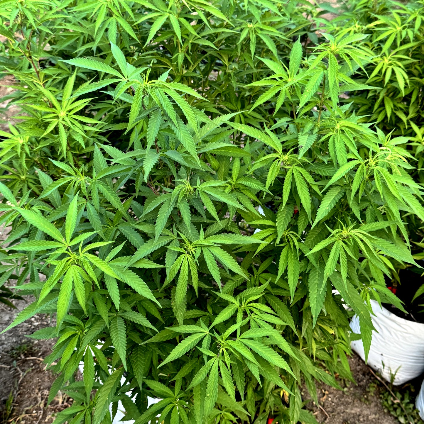 TARAH MAIDEN HASHPLANT