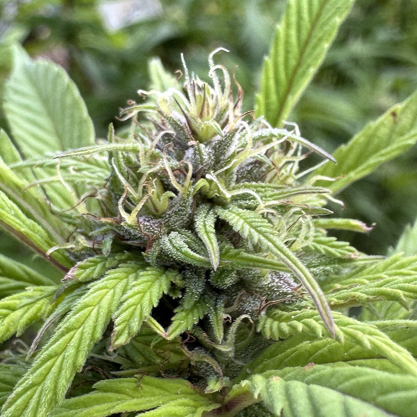 TARAH MAIDEN HASHPLANT