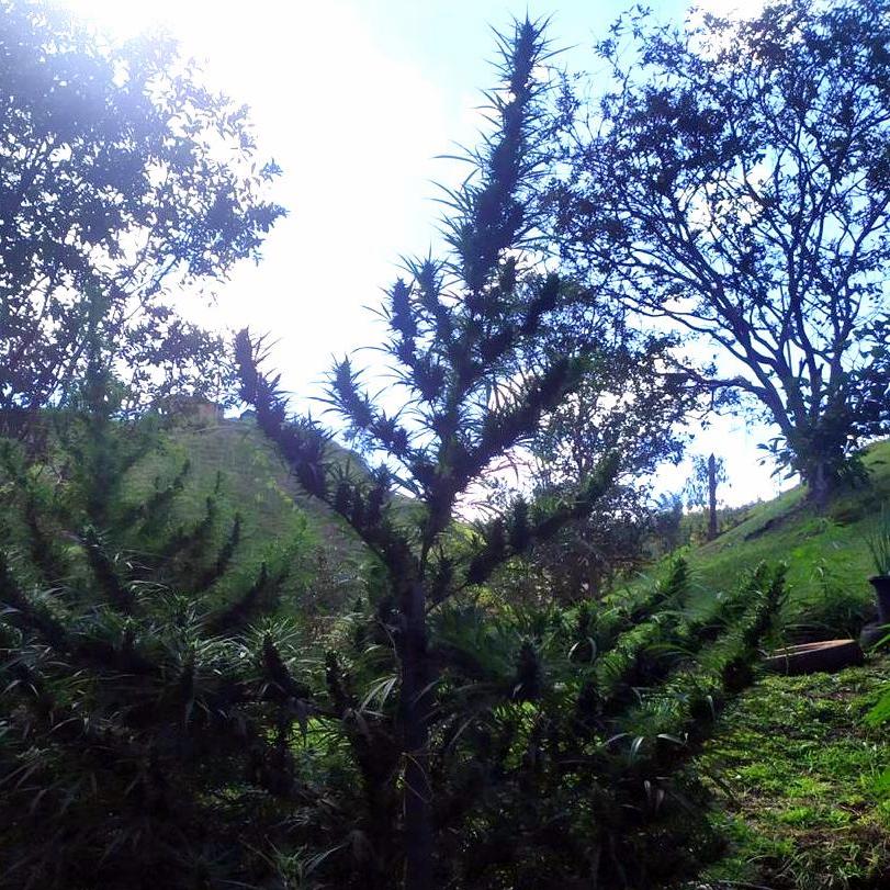MANGO BICHE RESERVE (1989)