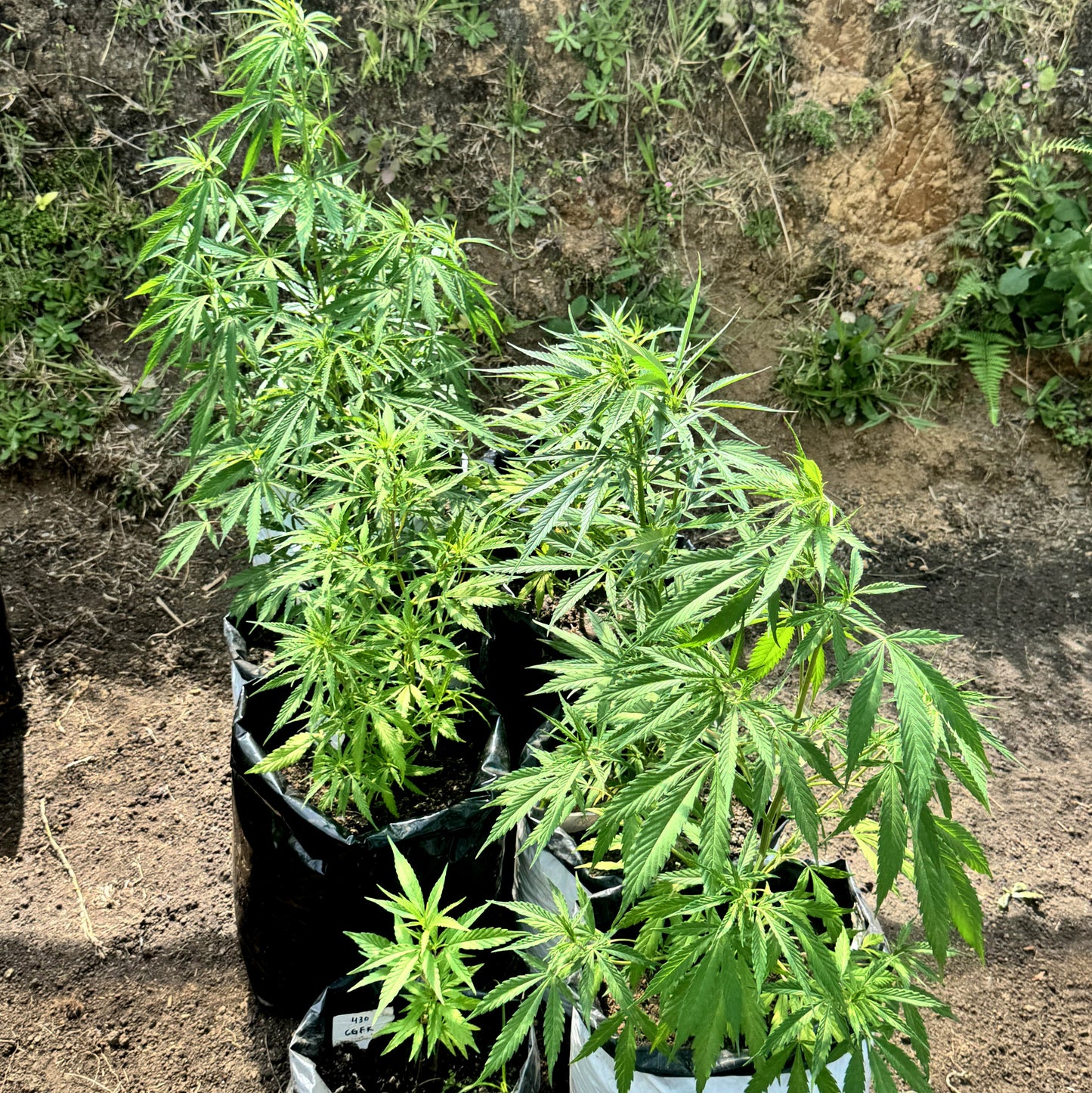 CINDY’S GRAPEFRUIT KUSH