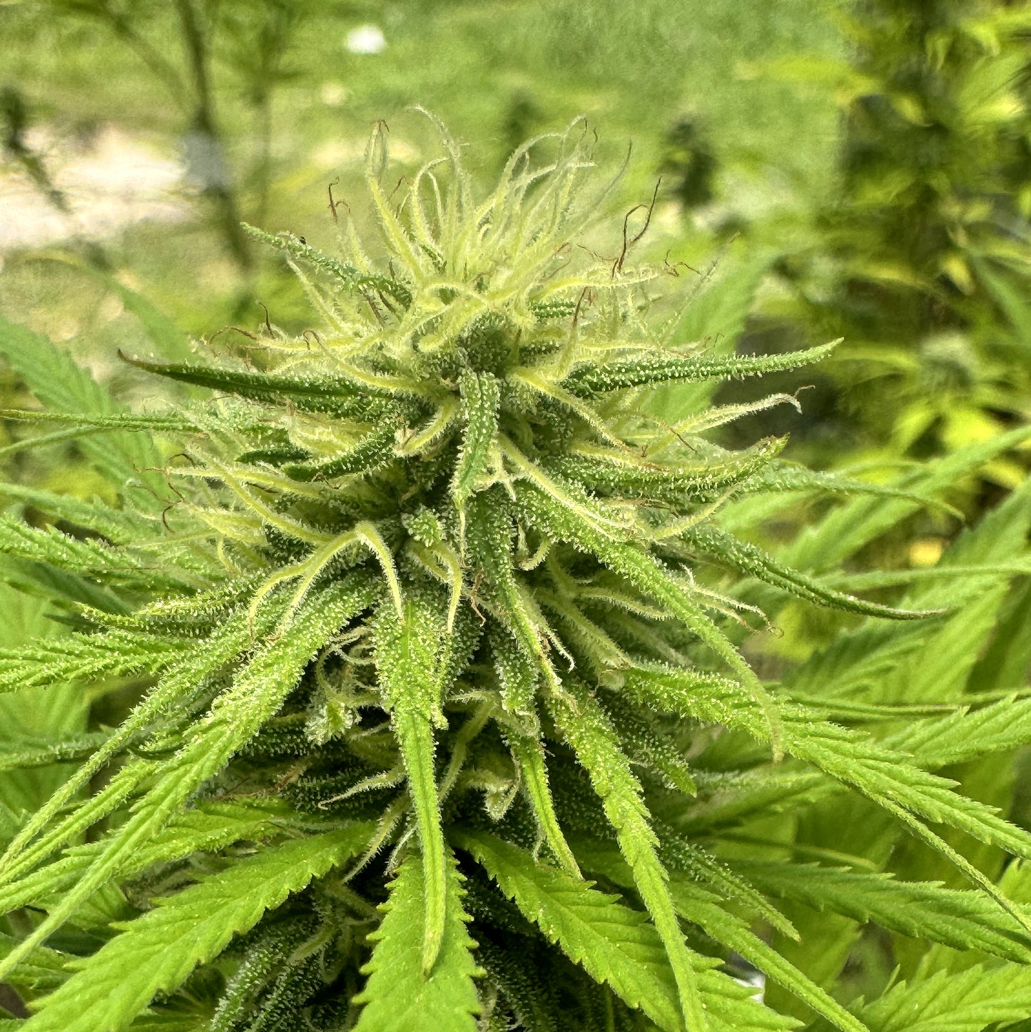 CINDY’S GRAPEFRUIT KUSH