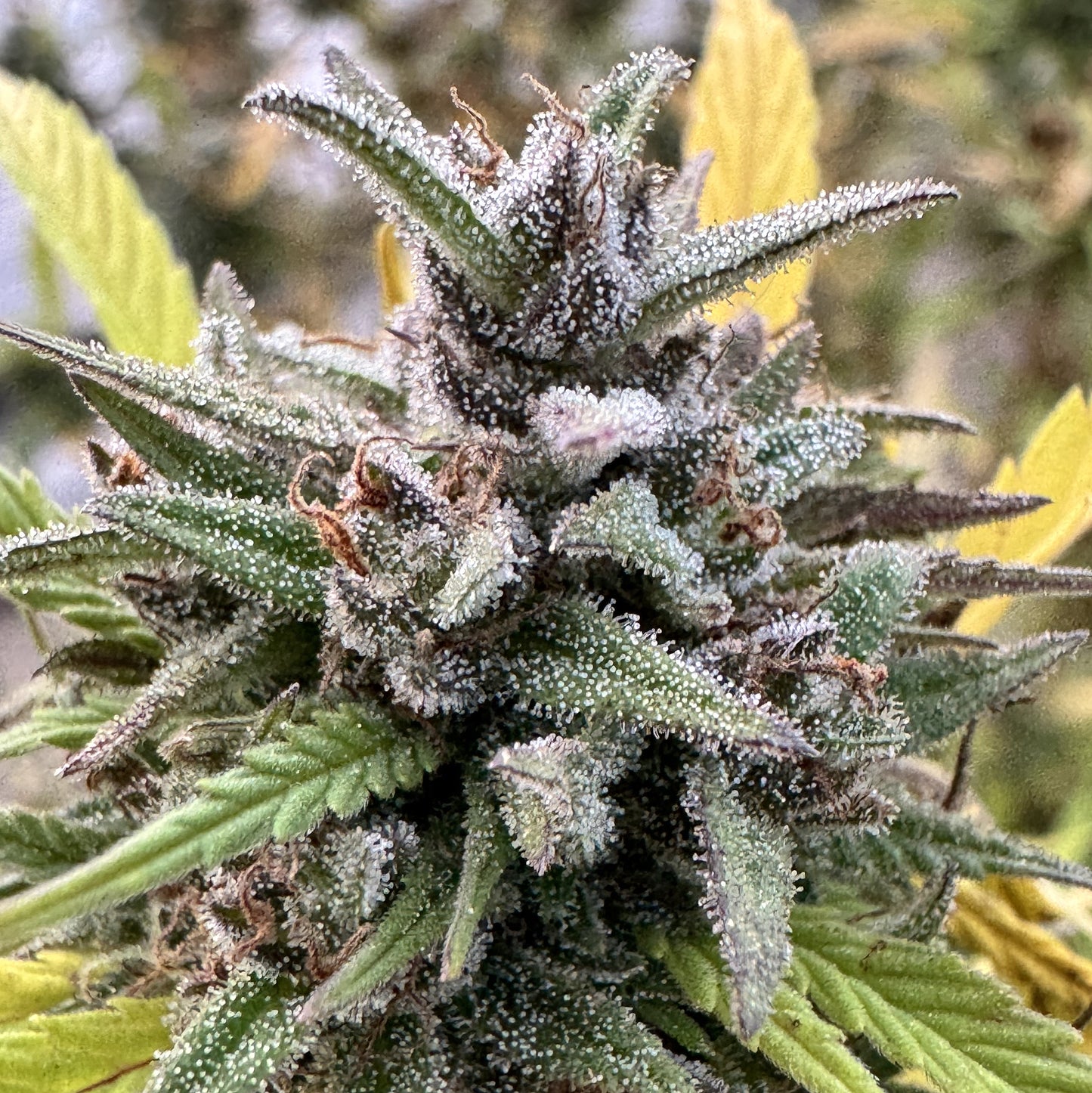 TARAH MAIDEN HASHPLANT