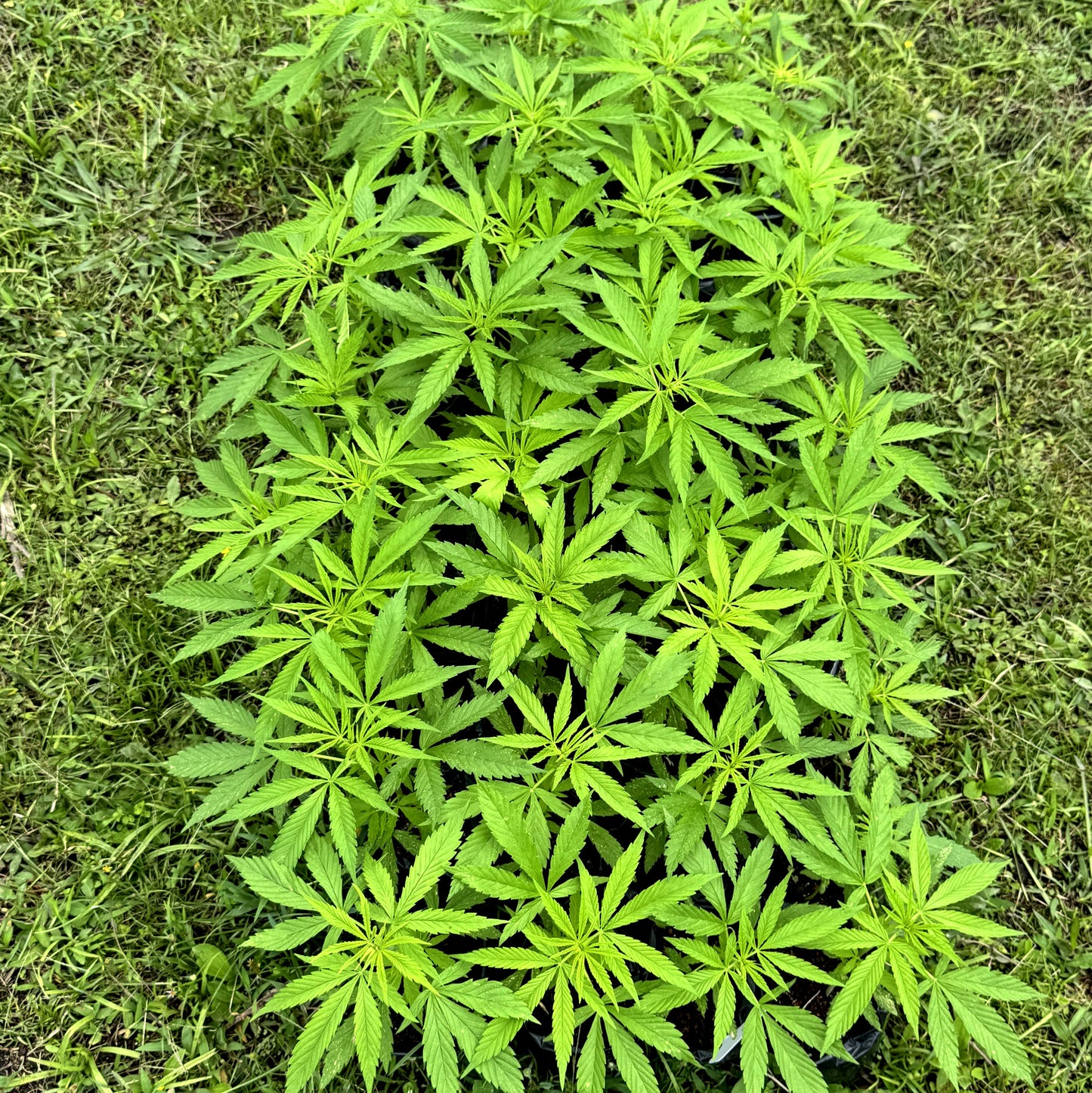 ACAPULCO GOLD (REEFERMAN)