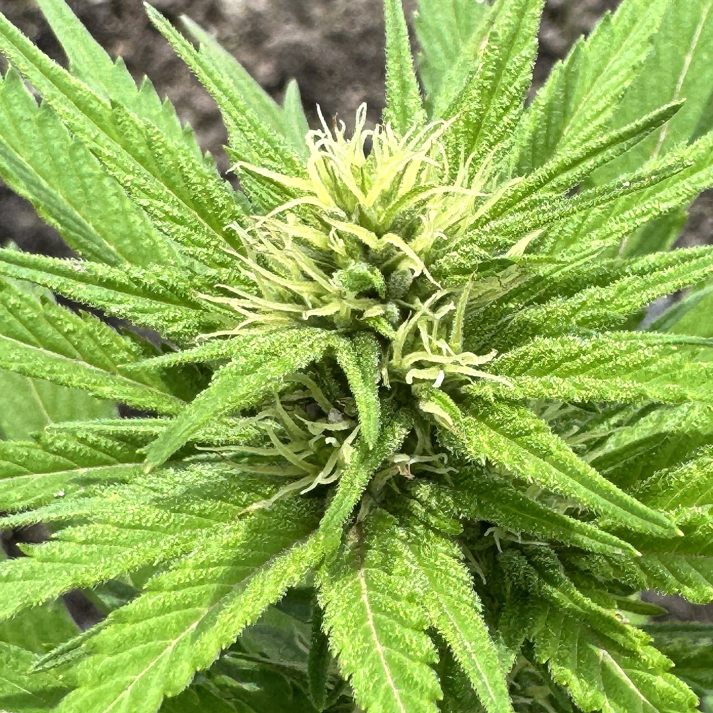 ACAPULCO GOLD (REEFERMAN)