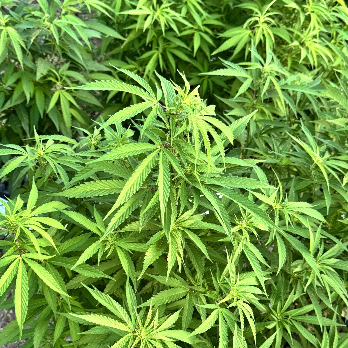 TARAH MAIDEN HASHPLANT