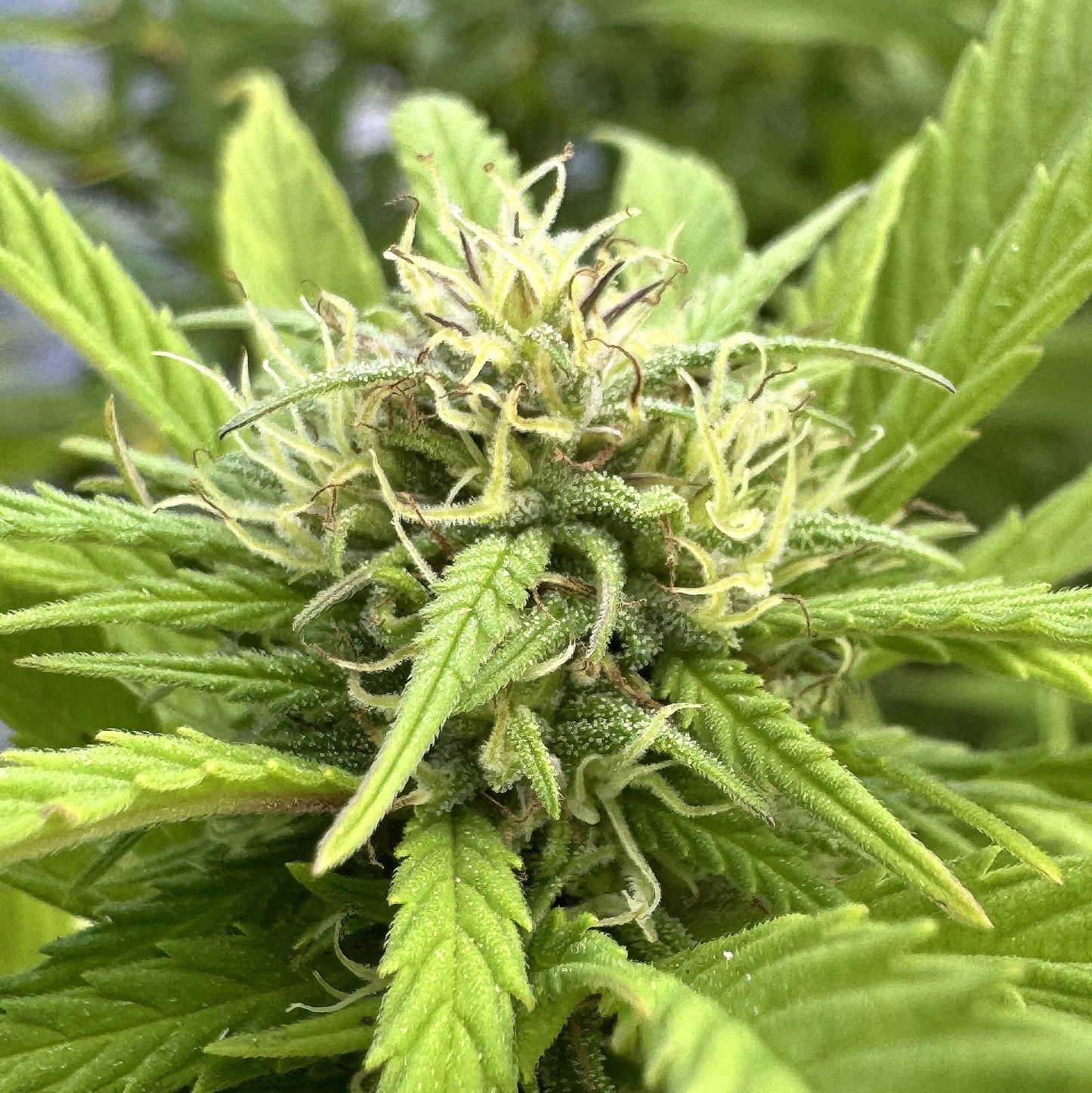 TARAH MAIDEN HASHPLANT