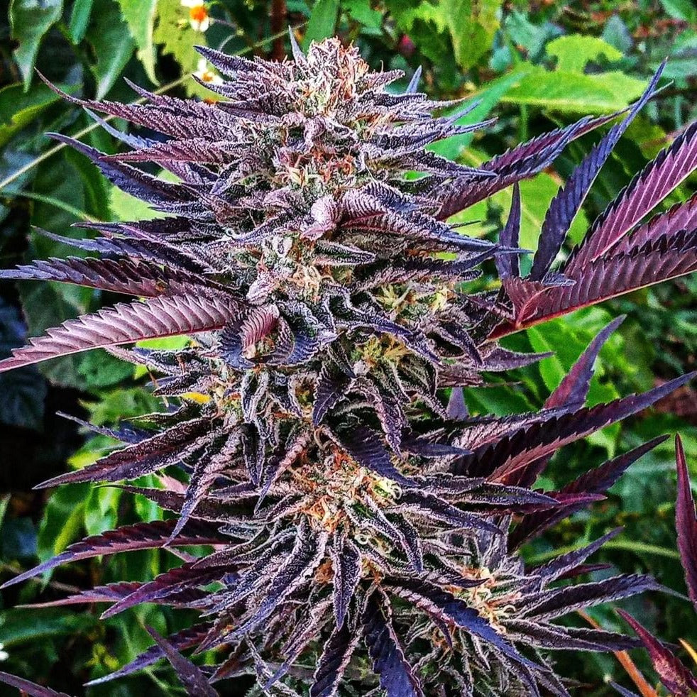 WATERMELON ICE CREAM