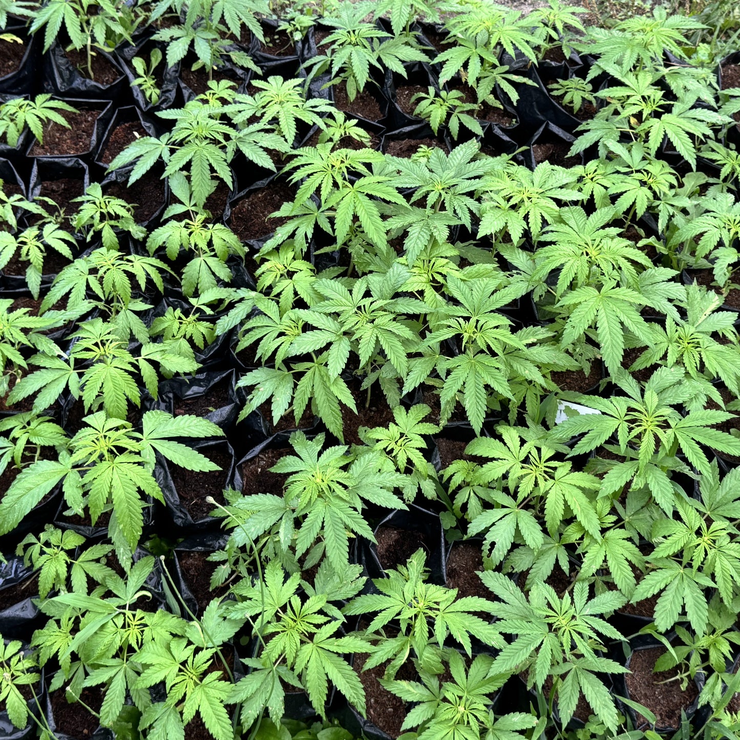 TARAH MAIDEN HASHPLANT