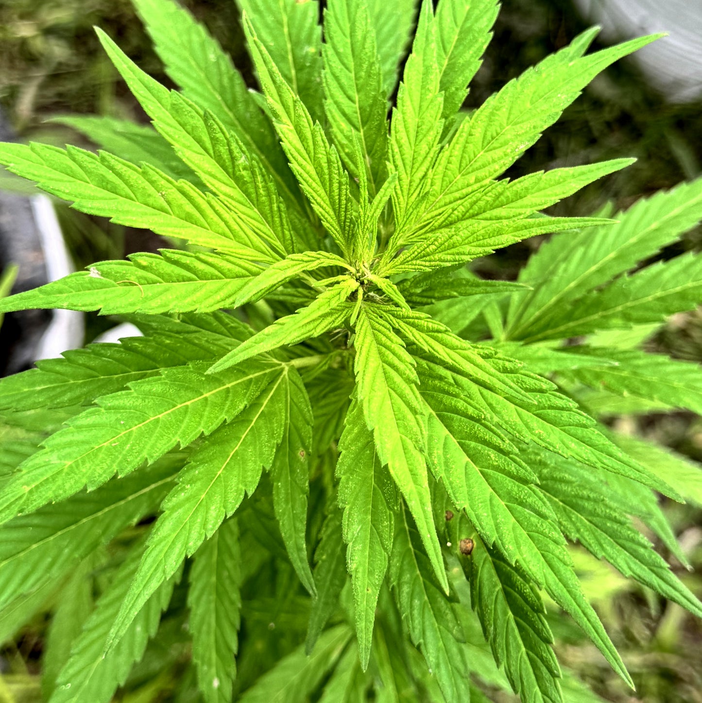 SHANTIBABA'S WHITE WIDOW