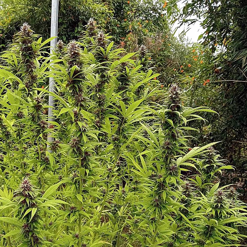 COLOMBIAN PURPLE GOLD