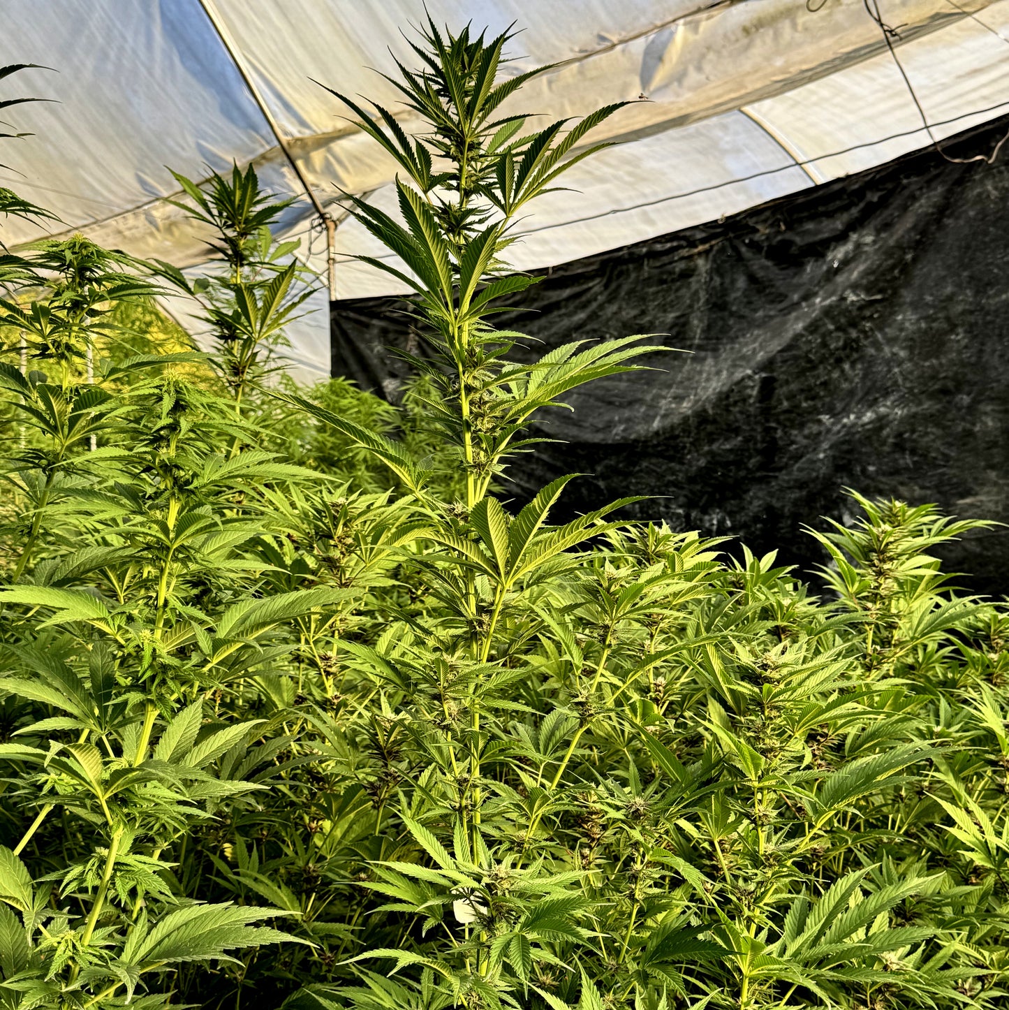 FRUIT COCKTAIL (SALPICON)