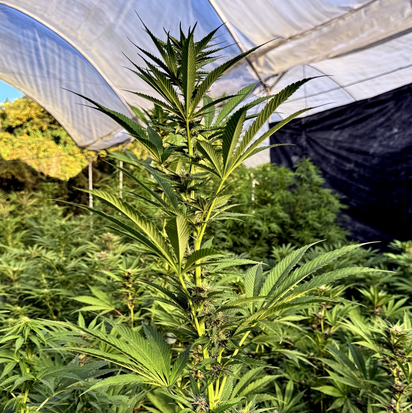 FRUIT COCKTAIL (SALPICON)