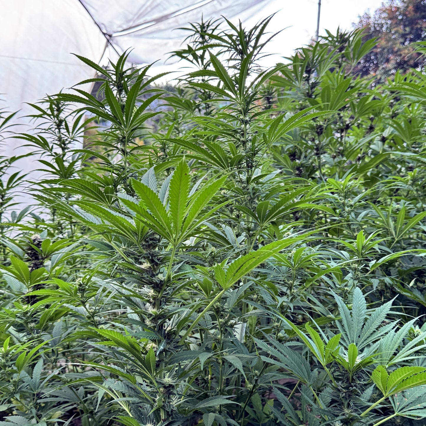 RESERVA DEL KILIMANJARO