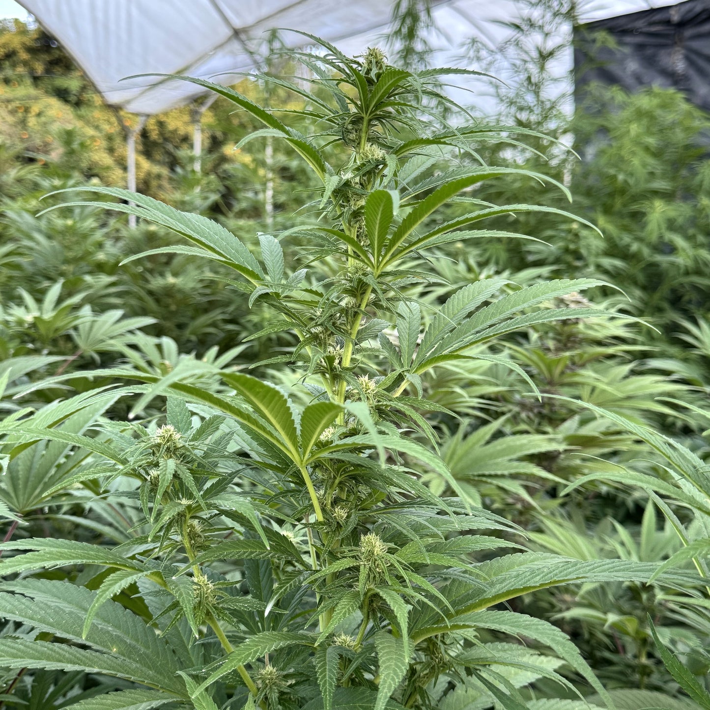 RESERVA DEL KILIMANJARO