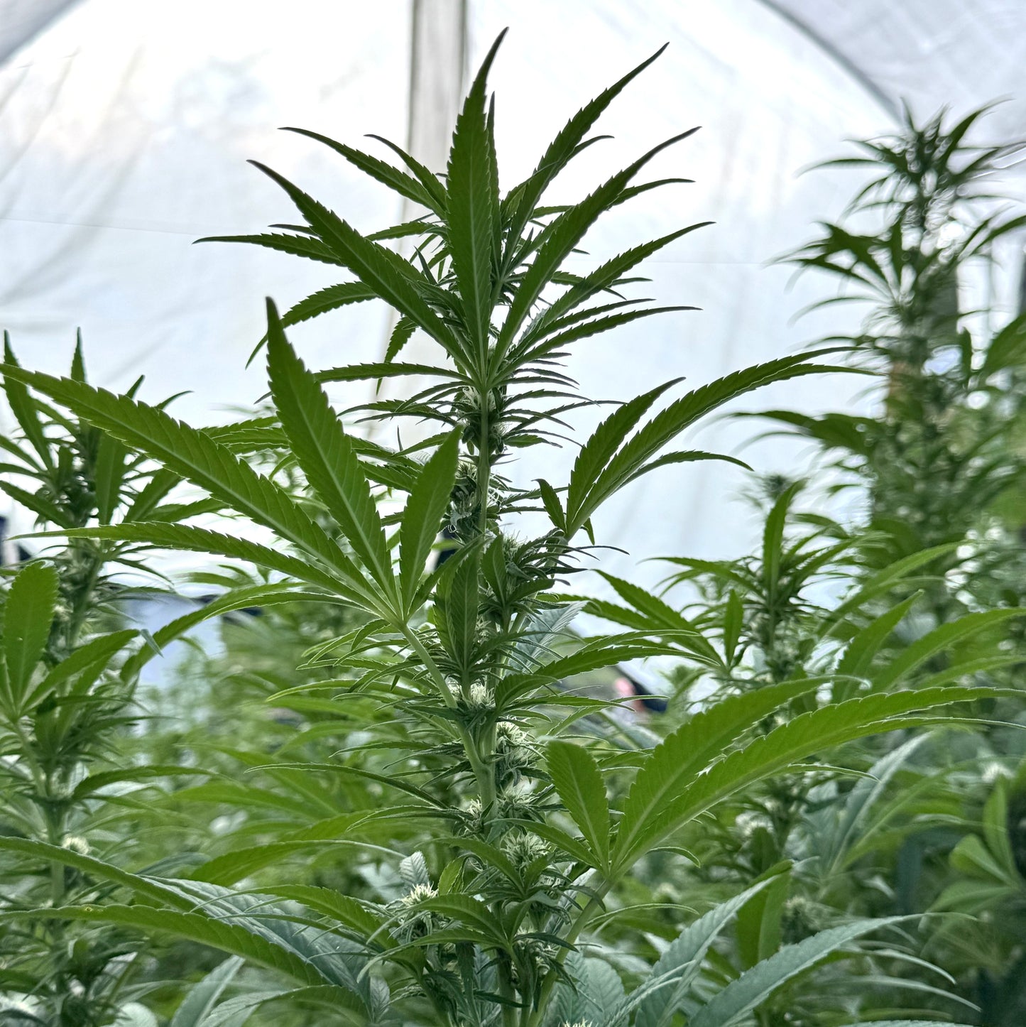 RESERVA DEL KILIMANJARO